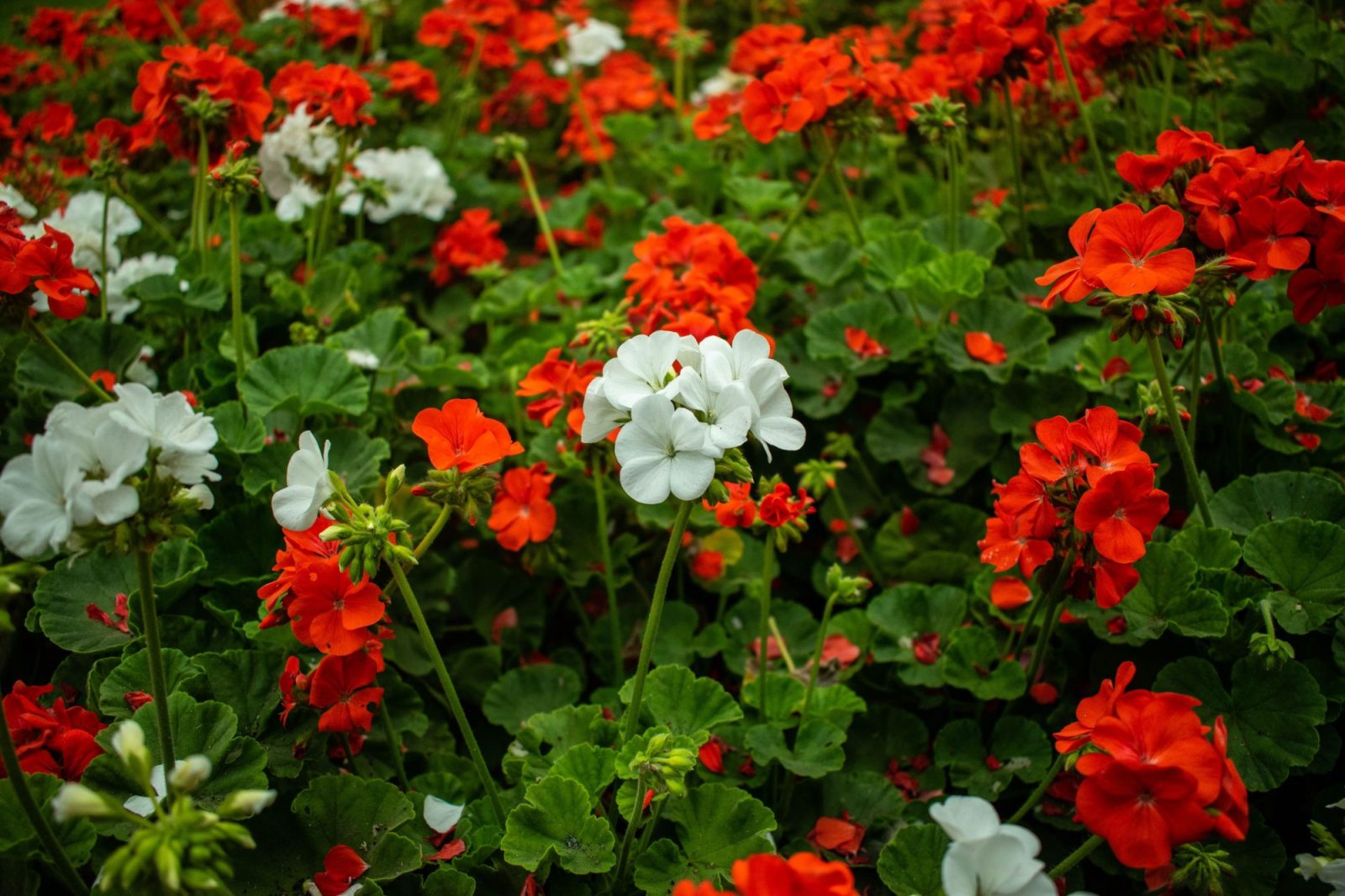 Bloemen en perkplanten