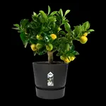 greenville round 20cm living black