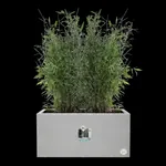 vivo next lang 80cm living concrete