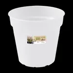 green basics orchidee 13cm transparant