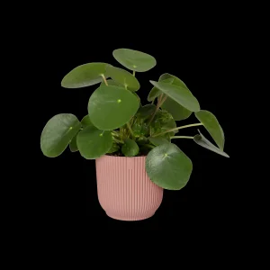 vibes fold rond 14cm delicaat roze