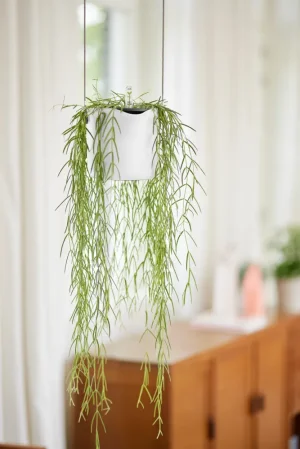 b.for swing 18cm wit