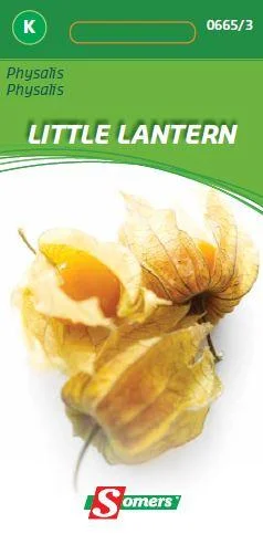 Physalis Little Lantern