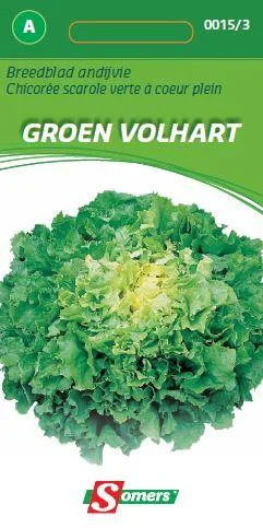 Andijvie Volhart (Breedblad Geel)