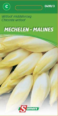 Witloof  Mechels (Middelvroeg)