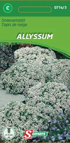 Alyssum Sneeuwtapijt 