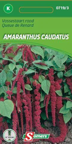 Amaranthus Caudatus (Rood)