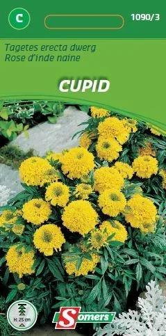 Tagetes  Erecta Cupid Citroen