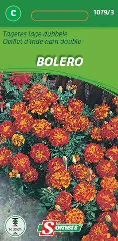Tagetes Patula Bolero