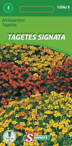 Tagetes Signata (Gemengd)