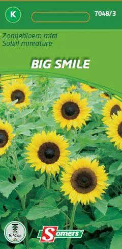 Helianthus Miniature Big Smile 
