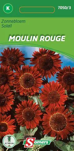 Helianthus Moulin Rouge 