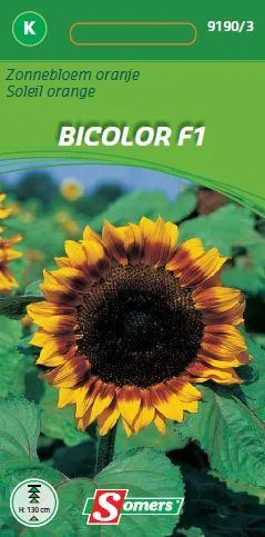 Helianthus Orange Mahogany Bicolor