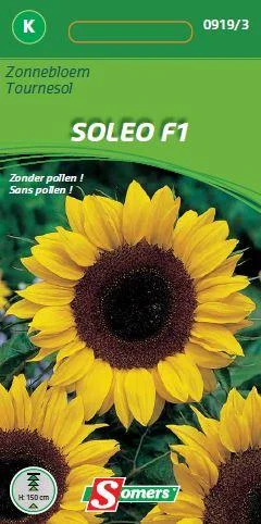 Helianthus Soleo F1 