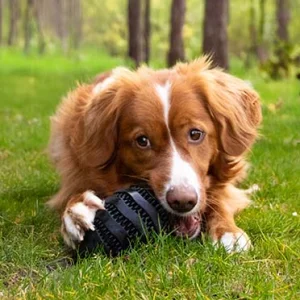 Snackspeeltje Nibble me Rugby Zwart