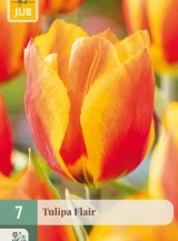 X   7 TULIPA FLAIR 11/12