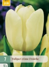 X   7 TULIPA CREME FRAICHE 11/12