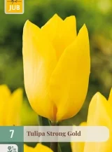 X   7 TULIPA STRONG GOLD 11/12