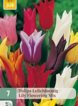 X   7 TULIPA LELIEBLOEMIG MIX 11/12