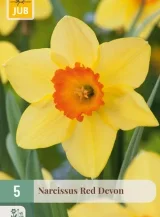 X   5 NARCISSUS RED DEVON 12/14