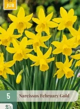 X   5 NARCISSUS FEBRUARY GOLD 12/14