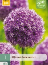 X   1 ALLIUM GLOBEMASTER 18/20