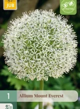 X   1 ALLIUM MOUNT EVEREST 20/+