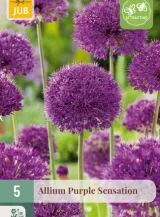 X   5 ALLIUM PURPLE SENSATION 12/14