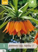 X   1 FRITILLARIA AURORA 20/24