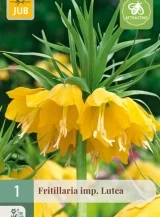 X   1 FRITILLARIA LUTEA 20/24