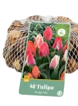 X   40 TULIPA GREIGII MIX 11/12