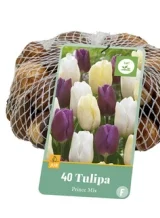 X   40 TULIPA PRINCE MIX 11/12