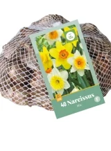 X   40 NARCISSUS GROOTKRONIG MIX 10/12