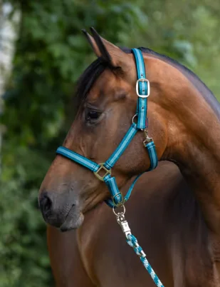 Halster Mustang, turkoois, full 0