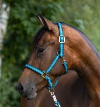 Halster Mustang, turkoois, XFull 0