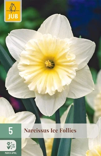 X   5 NARCISSUS ICE FOLLIES 12/14