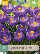 X 10 CROCUS FLOWER RECORD 8/9