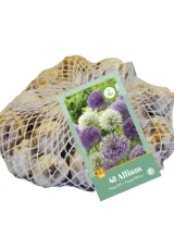 X 40 ALLIUM PAARS - WIT 10/12