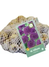 X   40 ALLIUM PURPLE RAIN 10/12