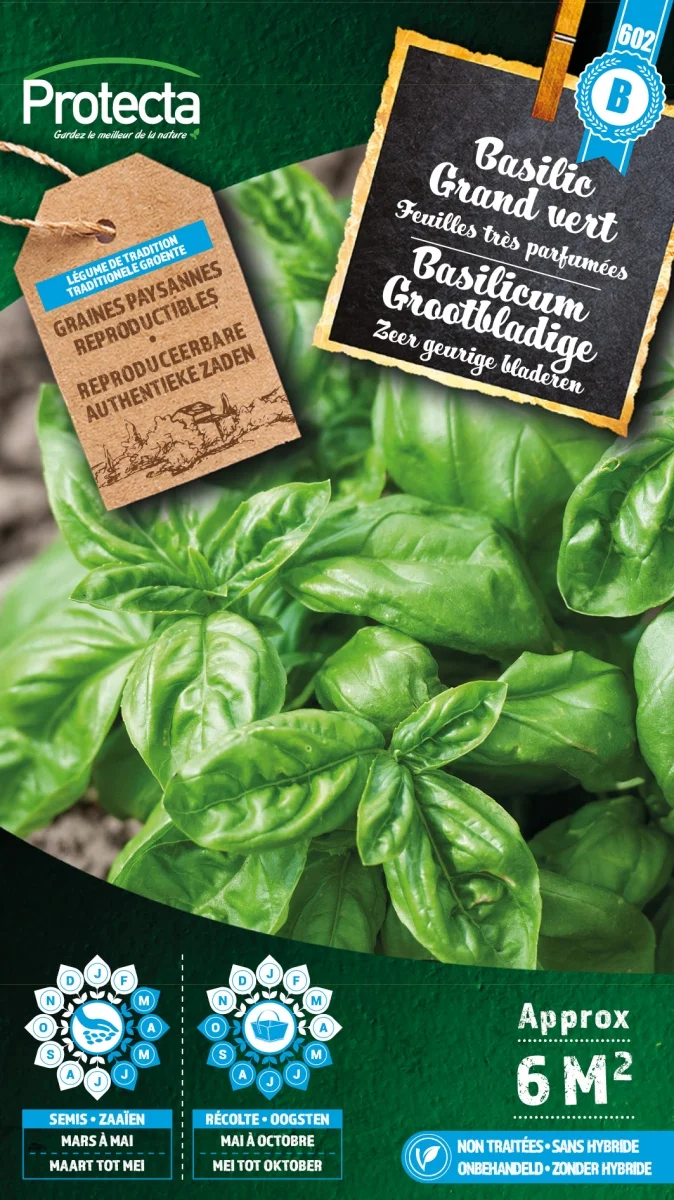 Basilicum Grootbladige