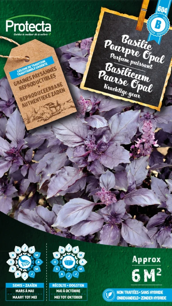 Basilicum Paarse Opal