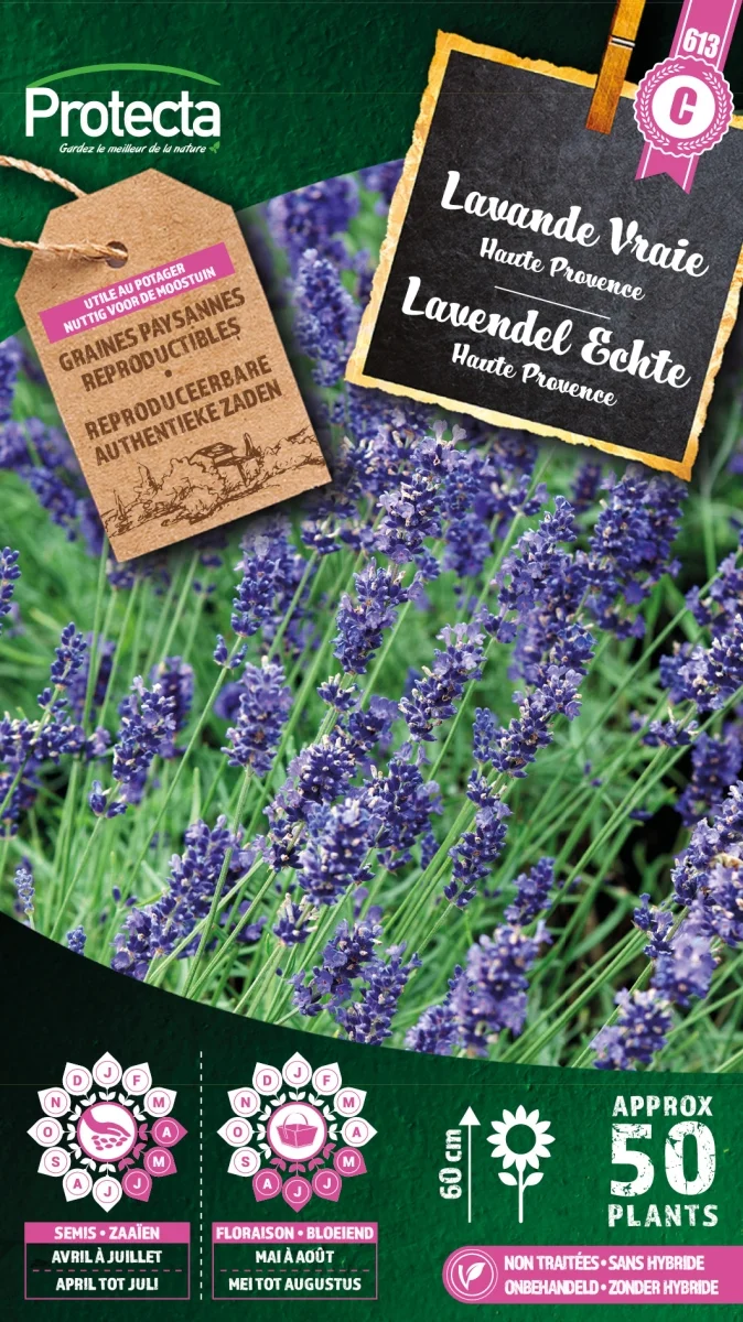 Lavendel Echte