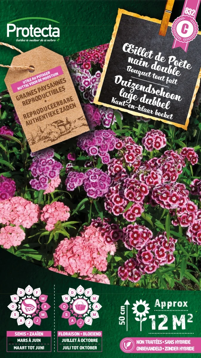 Duizendschoon lage dubbel