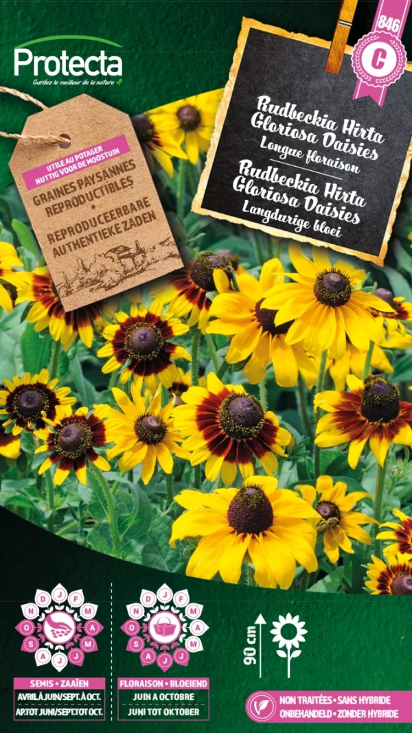 Rudbeckia Hirta Gloriosa Daisies