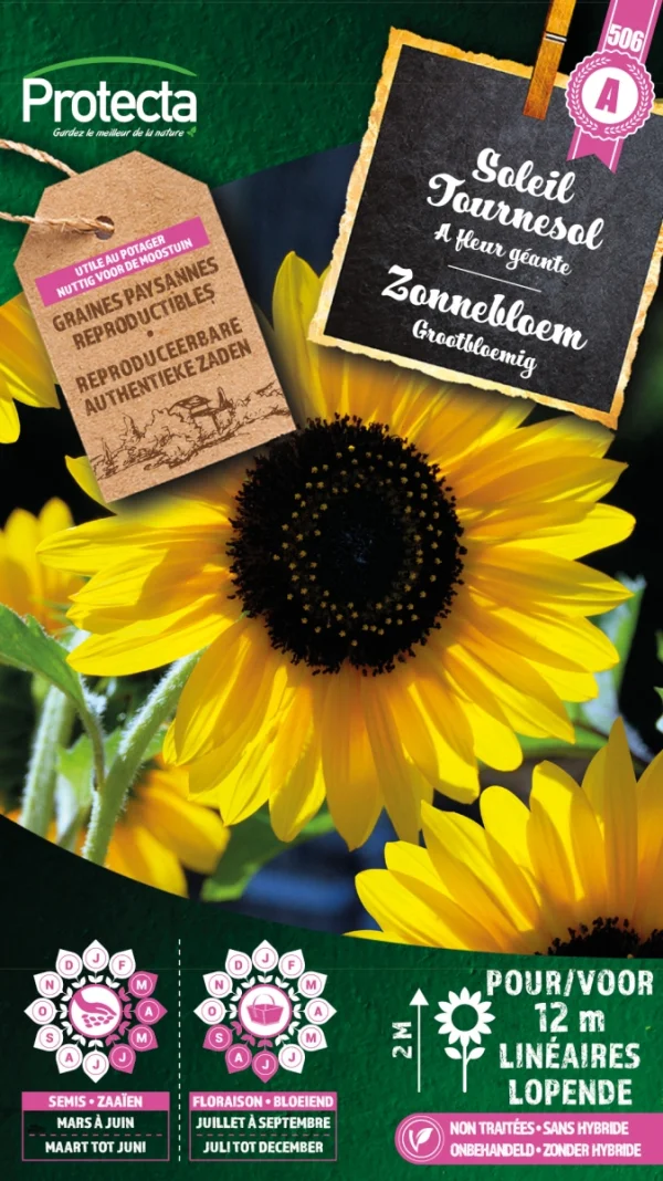 Zonnebloem grootbloemig