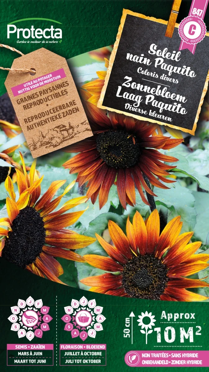 Zonnebloem Laag Paquito