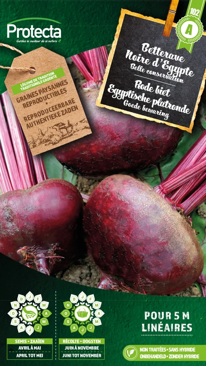 Rode biet Egyptische platronde 