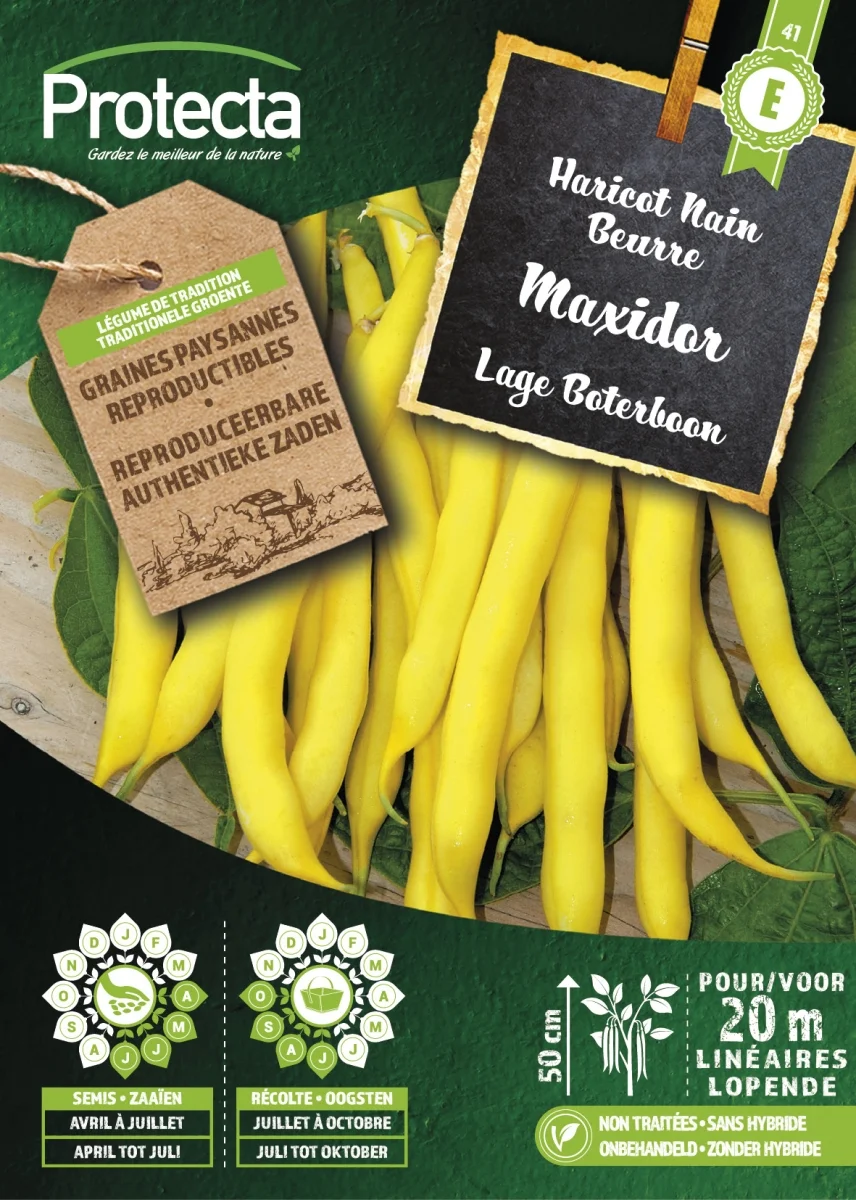 Struikboon Geel MAXIDOR