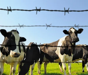 Prikkeldraad zwaar verz. 1.7mm x 100m (staal)